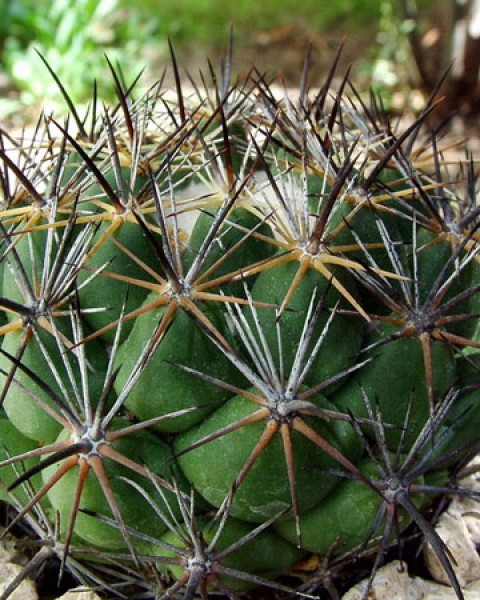 Coryphantha Salinensis