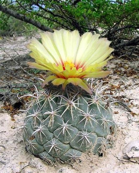 Coryphantha salinensis