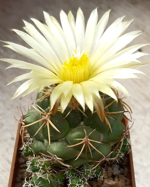 Coryphantha sulcolanata