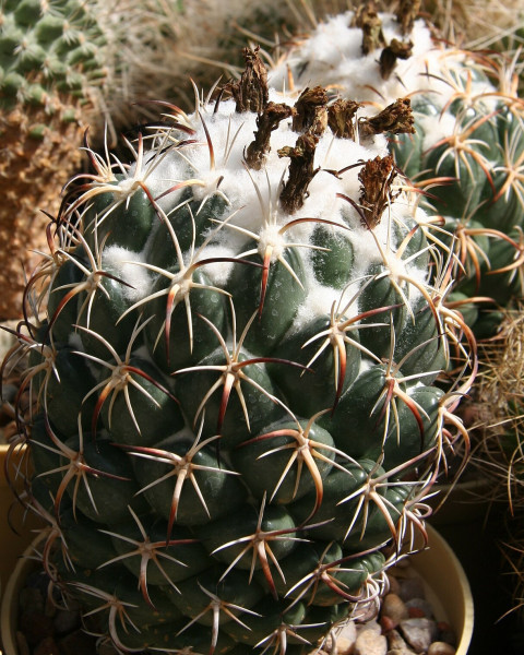 Coryphantha tripugionacantha