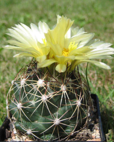 Coryphantha vogtherriana