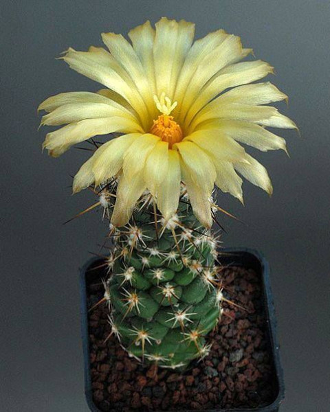 Coryphantha wohlschlageri