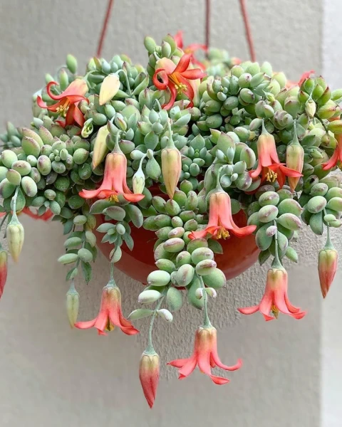 Cotyledon pendens