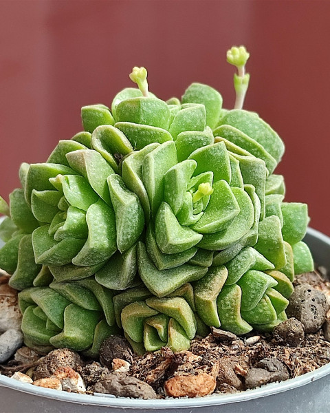 Crassula 'Dorothy'