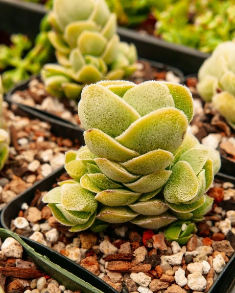 Crassula 'Ivory Pagoda'