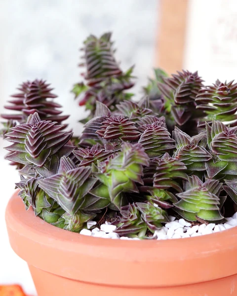 Crassula 'Pagoda Village'