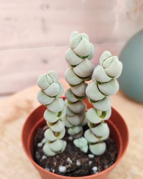 Crassula plegmatoides