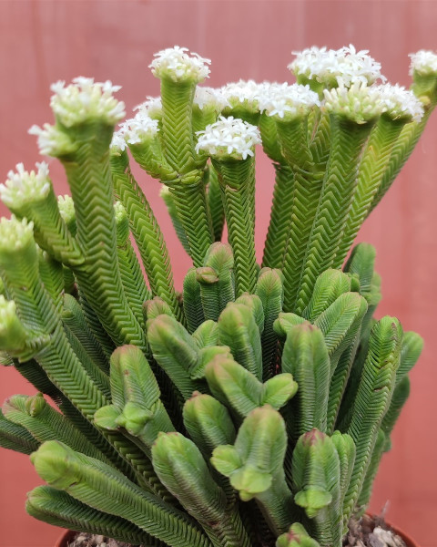Crassula pyramidalis