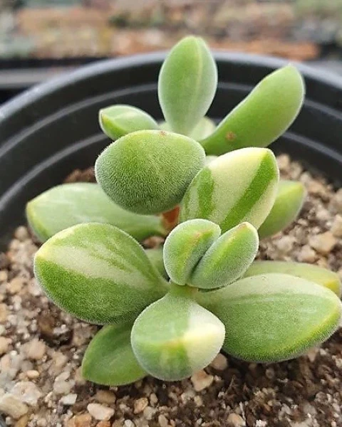 Crassula rogersii f. variegata