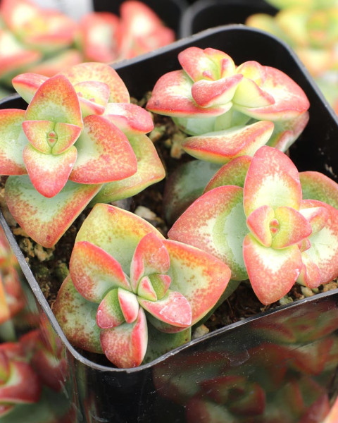 Crassula rupestris 'High Voltage'