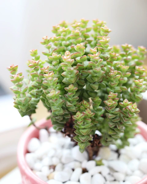 Crassula 'Tom Thumb'