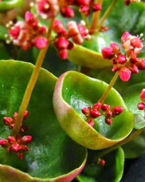 Crassula umbella 'Wine Cup'