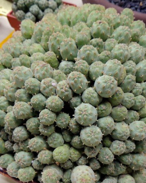 Cumulopuntia subterranea