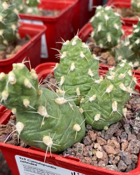 Cumulopuntia zehnderi