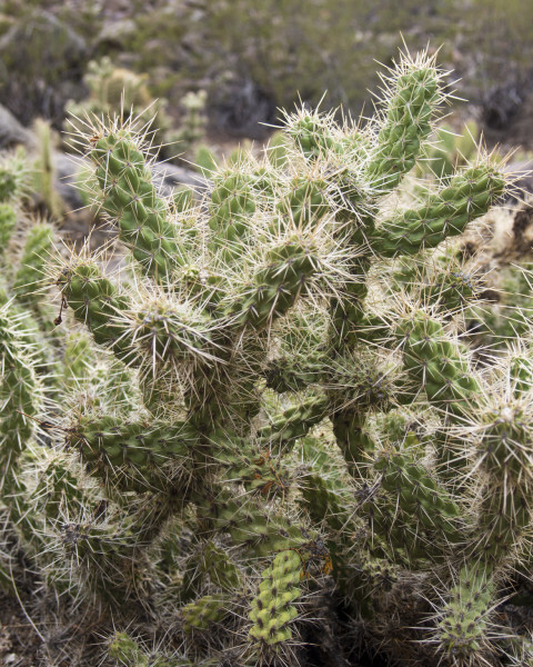 Cylindropuntia abyssi
