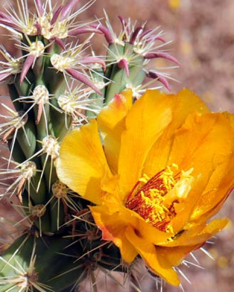 Cylindropuntia acanthocarpa