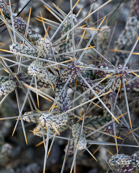 Cylindropuntia anteojoensis