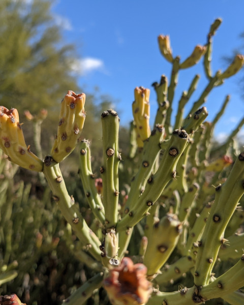 Cylindropuntia arbuscula