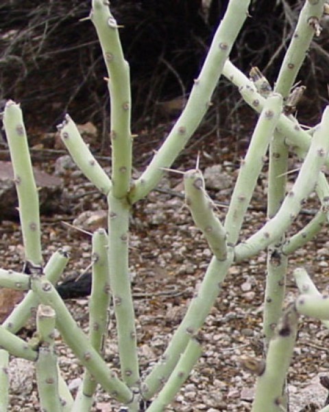 Cylindropuntia Arbuscula