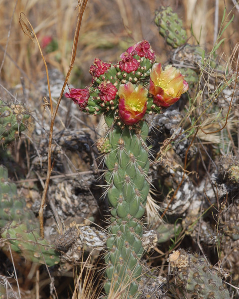 Cylindropuntia californica