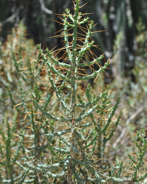 Cylindropuntia caribaea