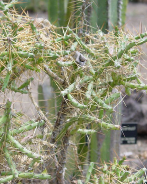 Cylindropuntia Caribaea