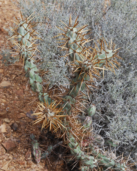 Cylindropuntia cedrosensis