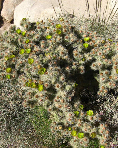 Cylindropuntia echinocarpa