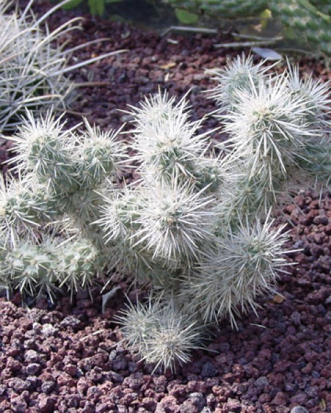 Cylindropuntia Echinocarpa