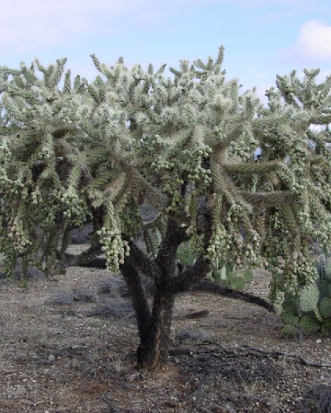 Cylindropuntia Fulgida