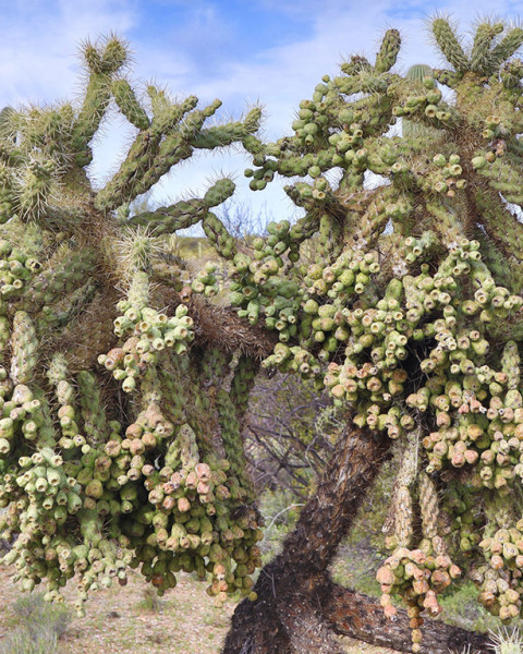 Cylindropuntia fulgida