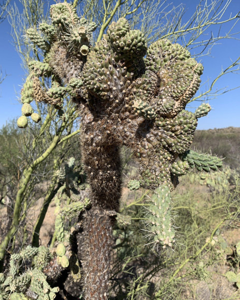 Cylindropuntia fulgida f. cristata