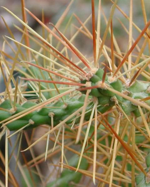 Cylindropuntia hystrix