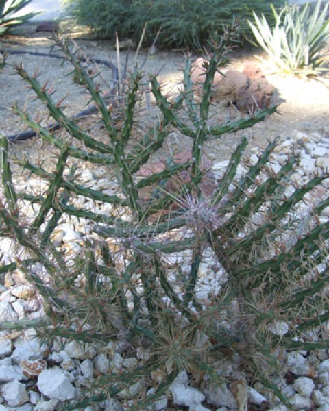 Cylindropuntia Kleiniae