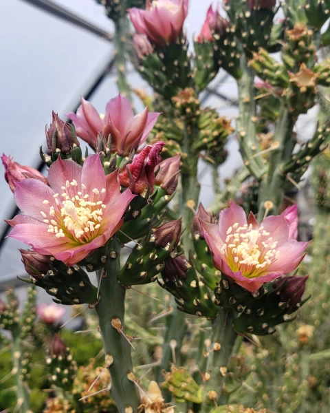 Cylindropuntia kleiniae