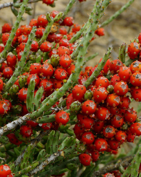 Cylindropuntia leptocaulis