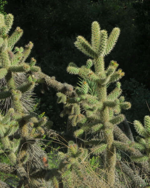 Cylindropuntia munzii