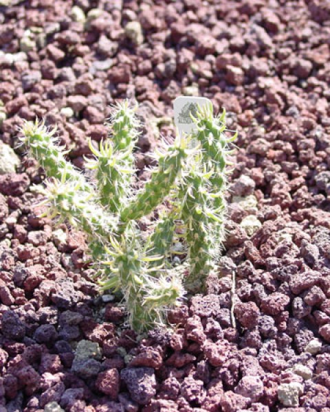 Cylindropuntia Species