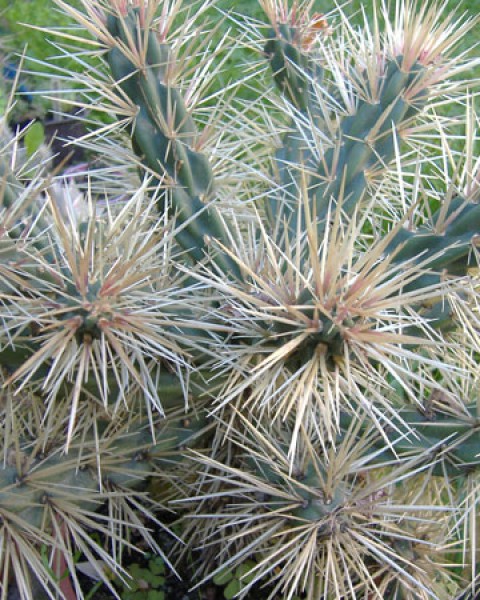 Cylindropuntia Tunicata