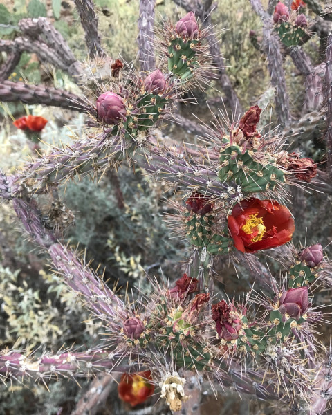 Cylindropuntia versicolor