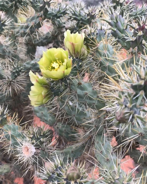Cylindropuntia whipplei