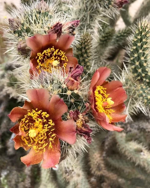 Cylindropuntia wolfii