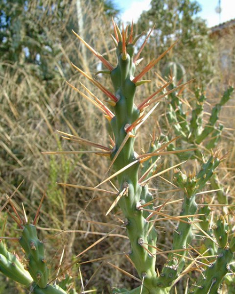 Cylindropuntia X Tetracantha