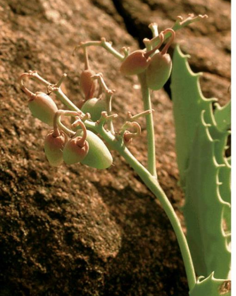 Cyphostemma