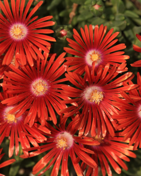 Delosperma dyeri