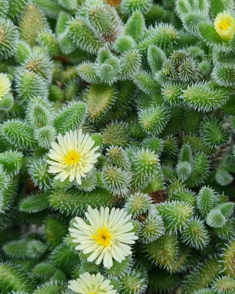 Delosperma echinatum
