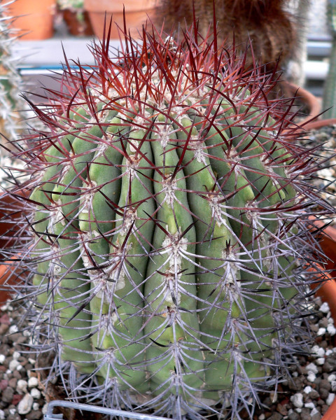 Denmoza rhodacantha