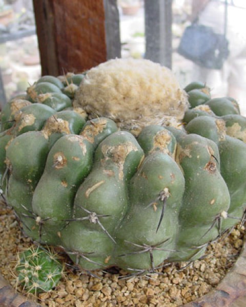 Discocactus Heptacanthus