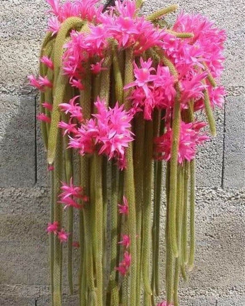 Disocactus flagelliformis