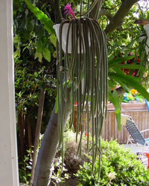 Disocactus Flagelliformis